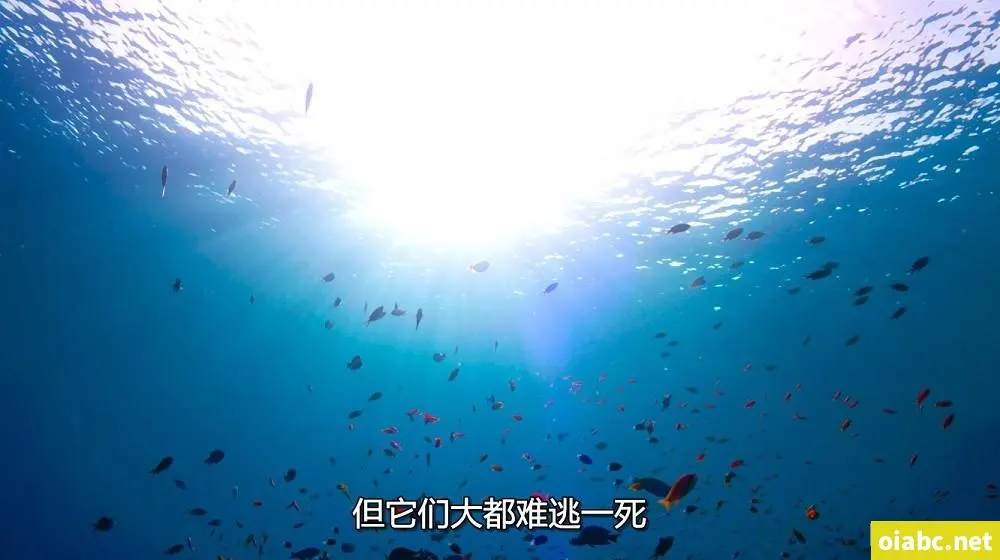 video_2022-11-27_04-40-03剧照1